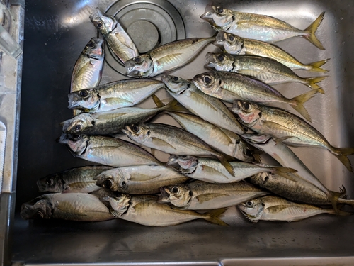 アジの釣果