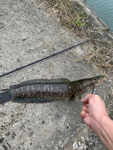 ライギョの釣果