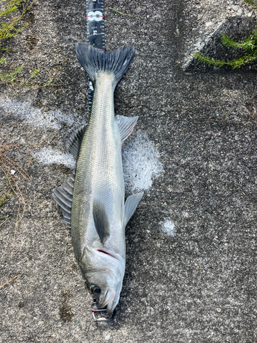 釣果