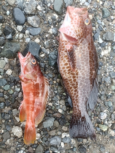 オオモンハタの釣果