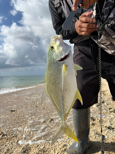 オニヒラアジの釣果