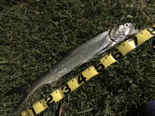 カライワシの釣果