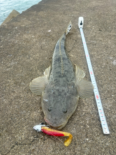 マゴチの釣果