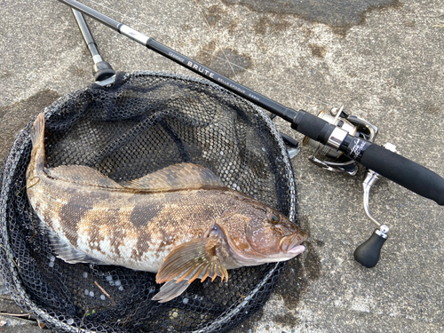 アイナメの釣果