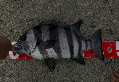 イシダイの釣果