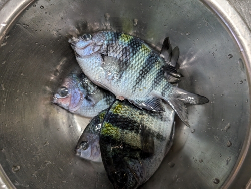 オヤビッチャの釣果