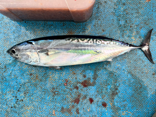 ソウダガツオの釣果