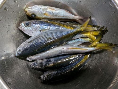 タカベの釣果