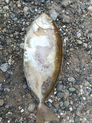 アイゴの釣果