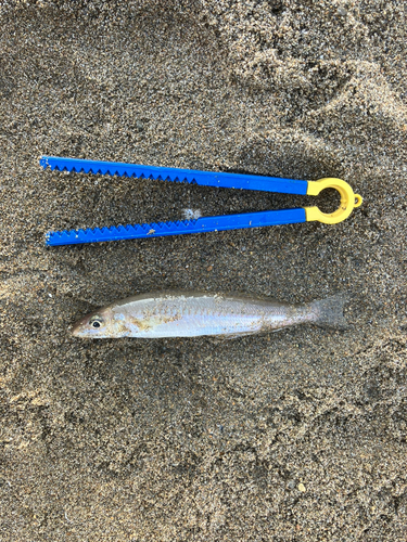 キスの釣果