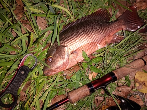 ゴマフエダイの釣果