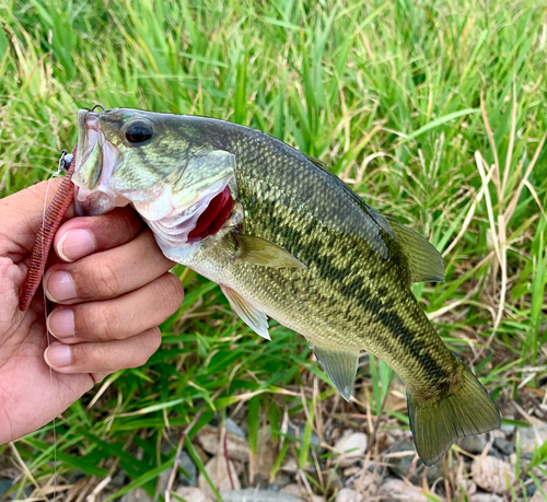 ブラックバスの釣果