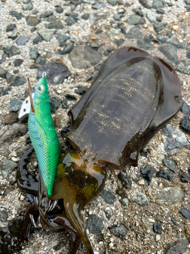 アオリイカの釣果