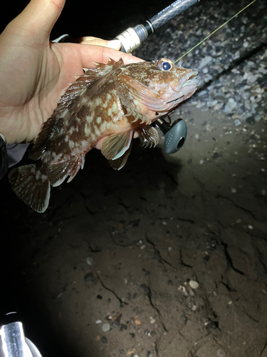 カサゴの釣果