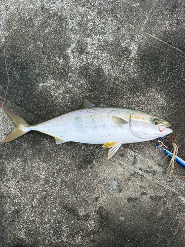 ハマチの釣果