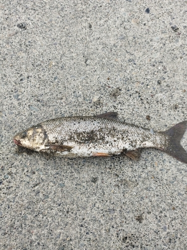 ウグイの釣果