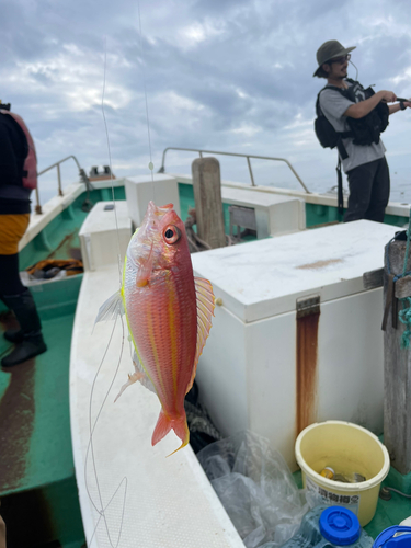 イトヨリダイの釣果