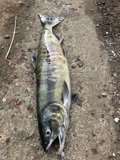 アキアジの釣果