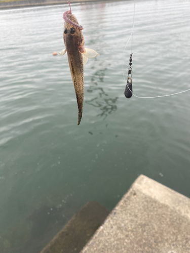 ハゼの釣果