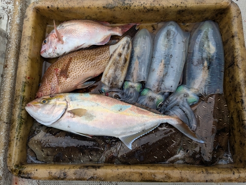 ショゴの釣果