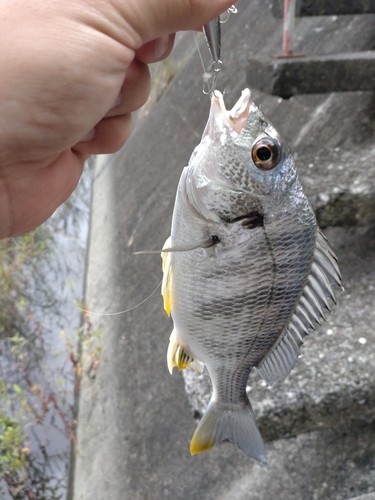 キビレの釣果