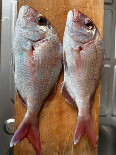 マダイの釣果