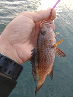 オオモンハタの釣果