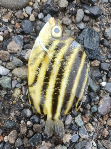 カゴカキダイの釣果