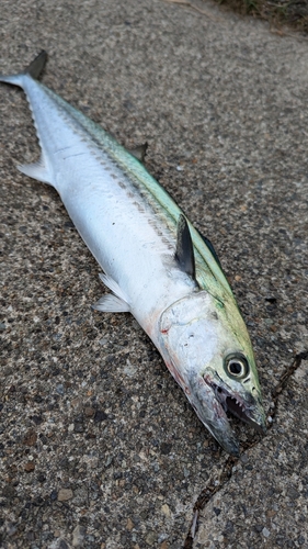 サゴシの釣果