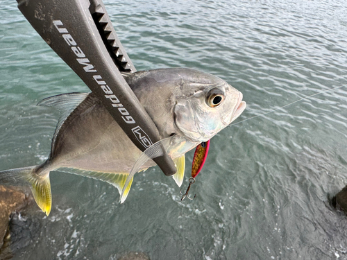 ギンガメアジの釣果