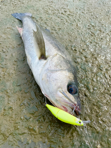 スズキの釣果