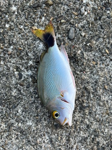 ヒメフエダイの釣果