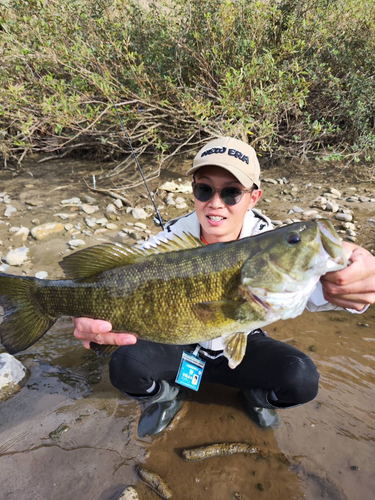 スモールマウスバスの釣果