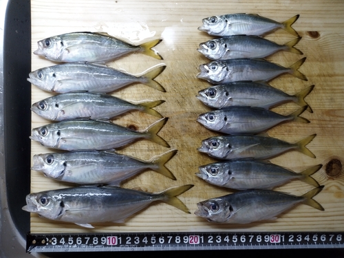 アジの釣果