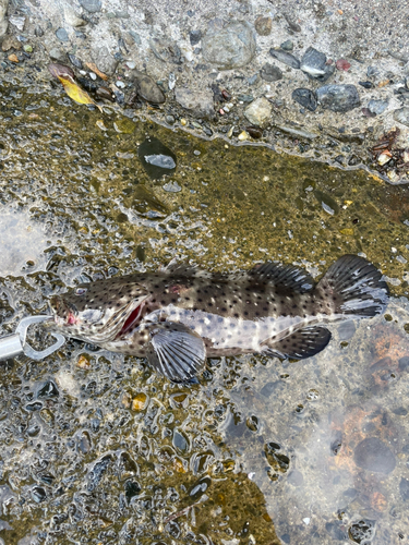 ヤイトハタの釣果