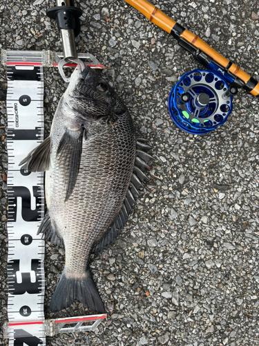 チヌの釣果