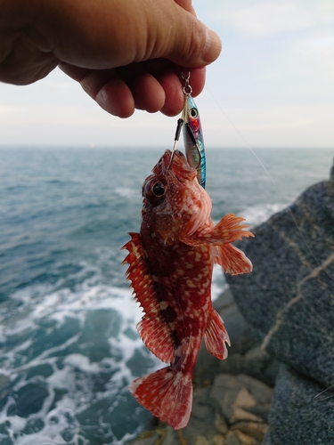 アラカブの釣果