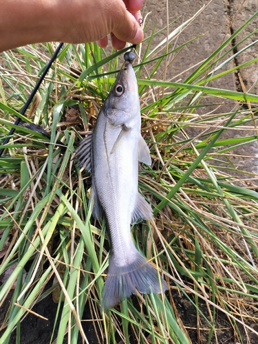 セイゴ（ヒラスズキ）の釣果