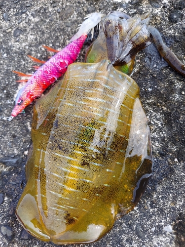 アオリイカの釣果