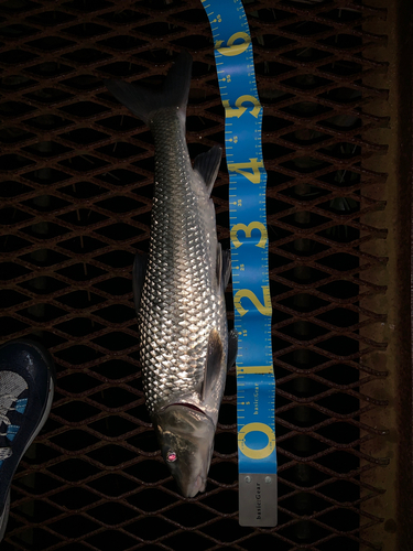 ニゴイの釣果