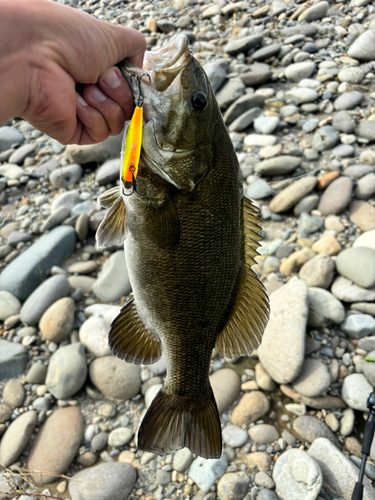 スモールマウスバスの釣果