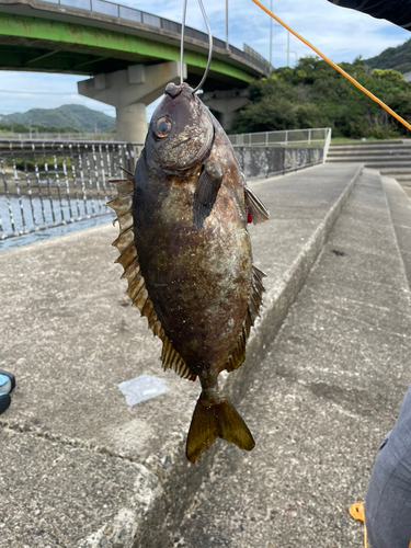 アイゴの釣果