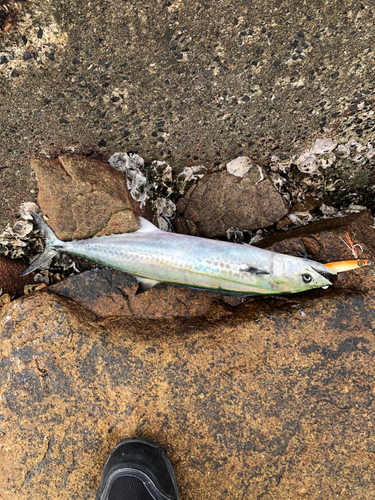 サゴシの釣果