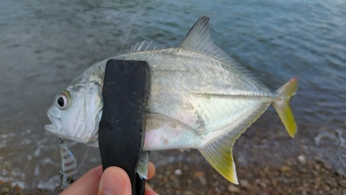 メッキの釣果