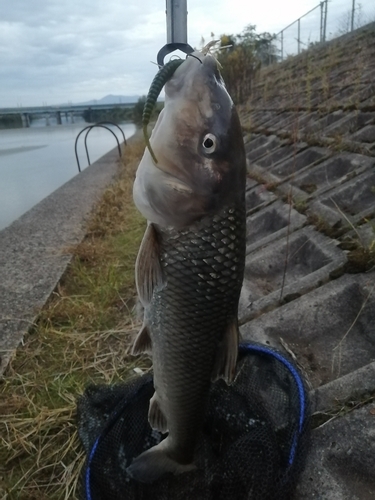 ニゴイの釣果