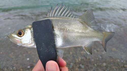 セイゴ（マルスズキ）の釣果