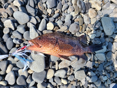 オオモンハタの釣果