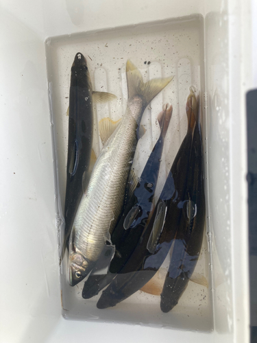 アユの釣果