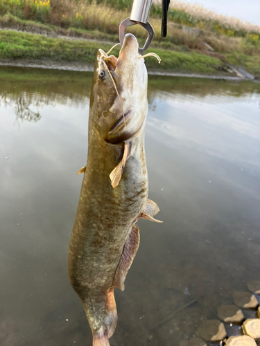 ナマズの釣果