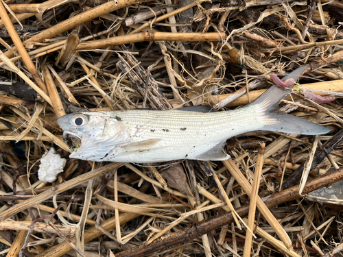 ツバメコノシロの釣果